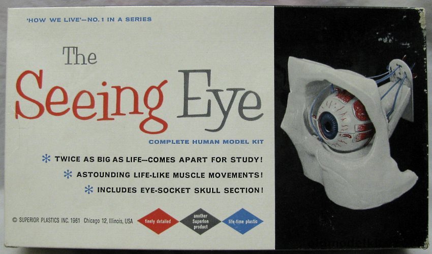 Superior Plastics 1/375 The Seeing Eye Anatomical Model, 3100-200 plastic model kit